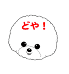 Bichon Frise of Kansai dialect（個別スタンプ：15）