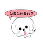 Bichon Frise of Kansai dialect（個別スタンプ：37）