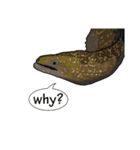 Water Animals（個別スタンプ：26）