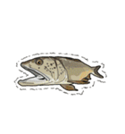 Water Animals（個別スタンプ：28）