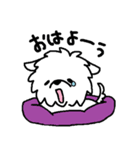 マルチーズのバニラ（個別スタンプ：1）