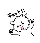 マルチーズのバニラ（個別スタンプ：34）