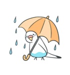 日常インコ（個別スタンプ：25）