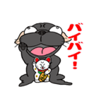 パグぱぐバラエティ☆（個別スタンプ：4）