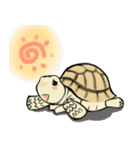 Tortoise diary（個別スタンプ：1）