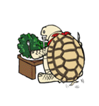 Tortoise diary（個別スタンプ：9）