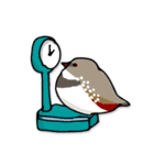 文鳥ぷらす（個別スタンプ：34）