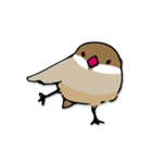 文鳥ぷらす（個別スタンプ：36）