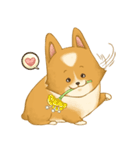 Browpy The Corgi（個別スタンプ：4）