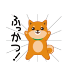 柴犬「ムサシ」3（個別スタンプ：24）