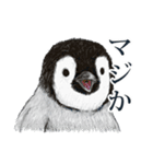 コペンギン（個別スタンプ：7）