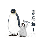 コペンギン（個別スタンプ：40）