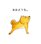 ムチムチ柴犬のこじろう君。（個別スタンプ：5）