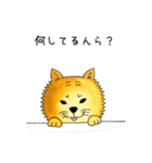 ムチムチ柴犬のこじろう君。（個別スタンプ：15）