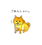 ムチムチ柴犬のこじろう君。（個別スタンプ：16）