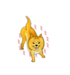 ムチムチ柴犬のこじろう君。（個別スタンプ：20）