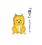 ムチムチ柴犬のこじろう君。（個別スタンプ：26）