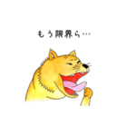 ムチムチ柴犬のこじろう君。（個別スタンプ：30）
