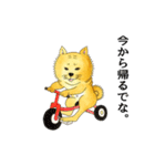 ムチムチ柴犬のこじろう君。（個別スタンプ：37）