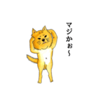 ムチムチ柴犬のこじろう君。（個別スタンプ：39）