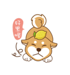 HappinessShiba - Gifaye and Limon（個別スタンプ：39）