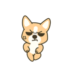 Little Corgi(Dog)（個別スタンプ：24）