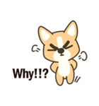 Little Corgi(Dog)（個別スタンプ：34）