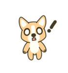 Little Corgi(Dog)（個別スタンプ：37）