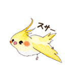 水彩鳥スタンプ（個別スタンプ：25）