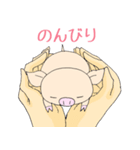 手乗り豚（個別スタンプ：7）