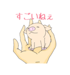 手乗り豚（個別スタンプ：8）