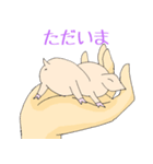 手乗り豚（個別スタンプ：12）