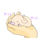 手乗り豚（個別スタンプ：14）