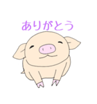 手乗り豚（個別スタンプ：18）
