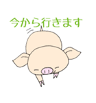手乗り豚（個別スタンプ：38）