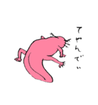 隣のウーパールーパー（個別スタンプ：27）