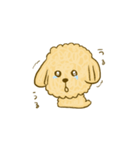 プードルのムギ（個別スタンプ：36）