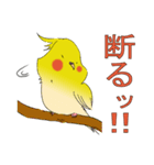 オカメインコ お・か・め（個別スタンプ：12）