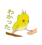 オカメインコ お・か・め（個別スタンプ：14）