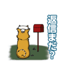 猫かぶり柴チャン（個別スタンプ：3）