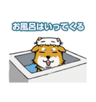 猫かぶり柴チャン（個別スタンプ：38）