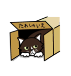 タワシみたいな猫（個別スタンプ：31）