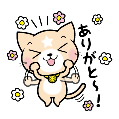 [LINEスタンプ] 見習い猫の日常