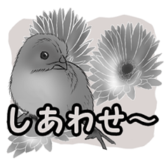 [LINEスタンプ] 白黒の鳥たち（日本語）の画像（メイン）