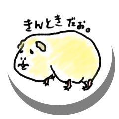 [LINEスタンプ] モルモットのきんとき